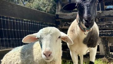 Un viajero perdido vio una “pequeña figura blanca” al borde de la ruta y terminó salvando una vida