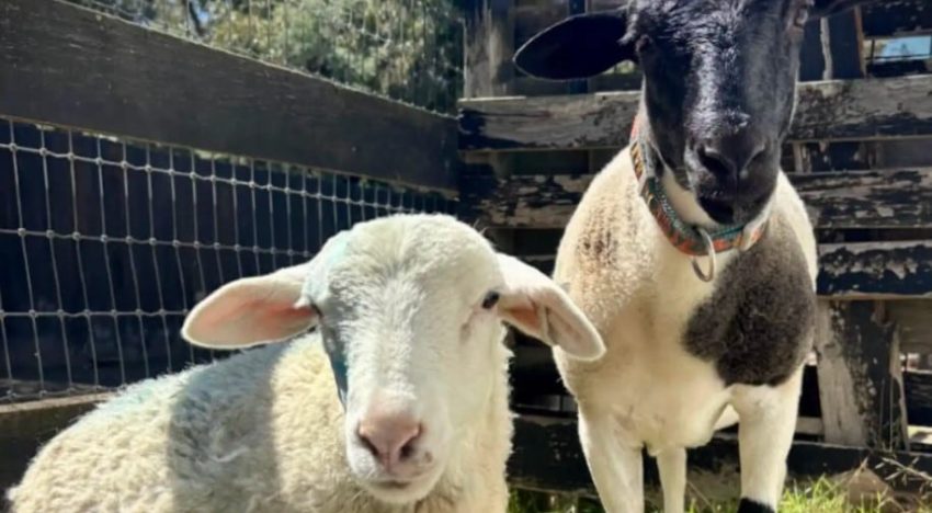 Un viajero perdido vio una “pequeña figura blanca” al borde de la ruta y terminó salvando una vida