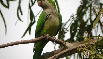 Qué significa que aparezcan cotorras en tu jardín