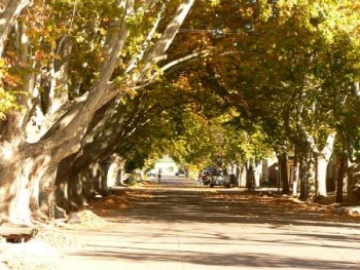 Un camino en General Alvear.
