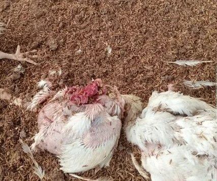 Pollos muertos luego de un ataque que impactó de lleno en la producción del establecimiento. (Foto: El Litoral).