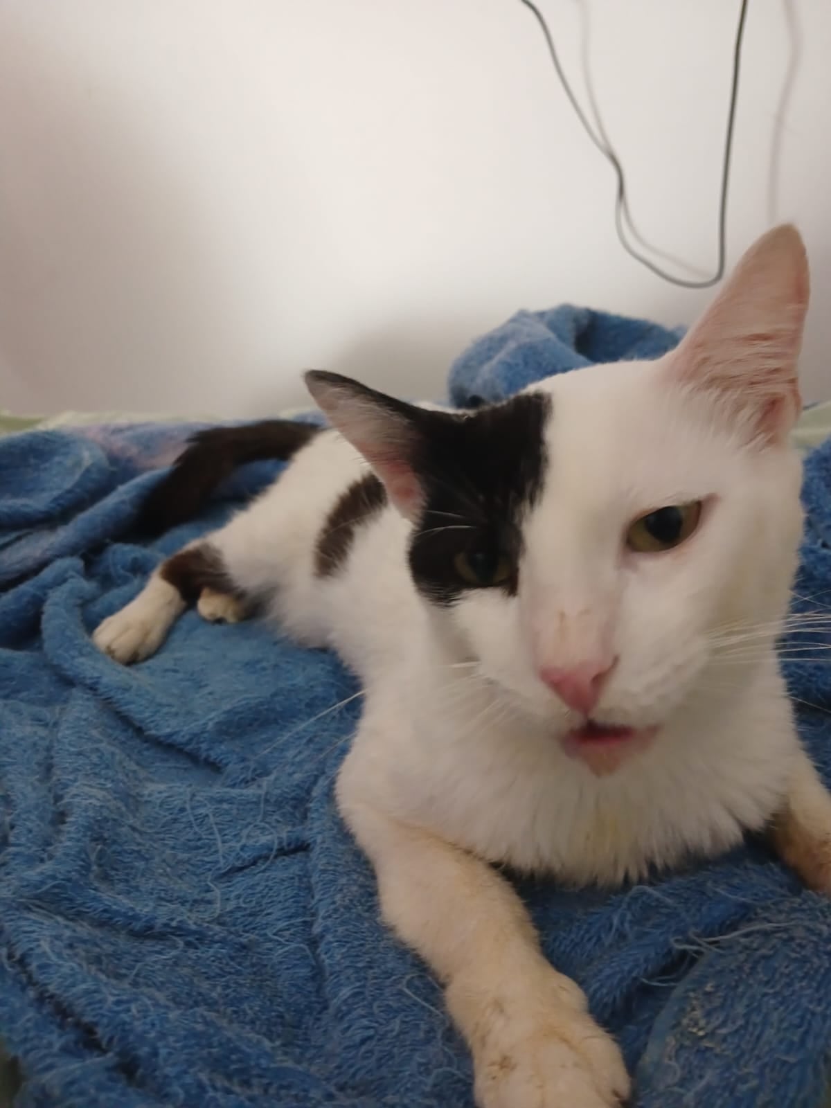 Siete veterinarios coincidieron en lo mismo: lo mejor era dormirlo. 