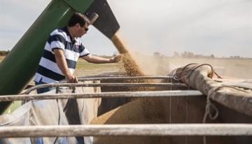 La trampa de los derivados granarios: el laberinto del artículo 98 y una asimetría impositiva inexplicable
