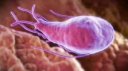 El parásito de la giardia se encuentra en el agua contaminada, y puede causar diarrea crónica.