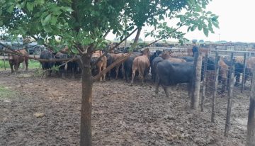 Caso complejo: imputaron a quien habría vendido los animales del influencer y la defensa promete un contraataque