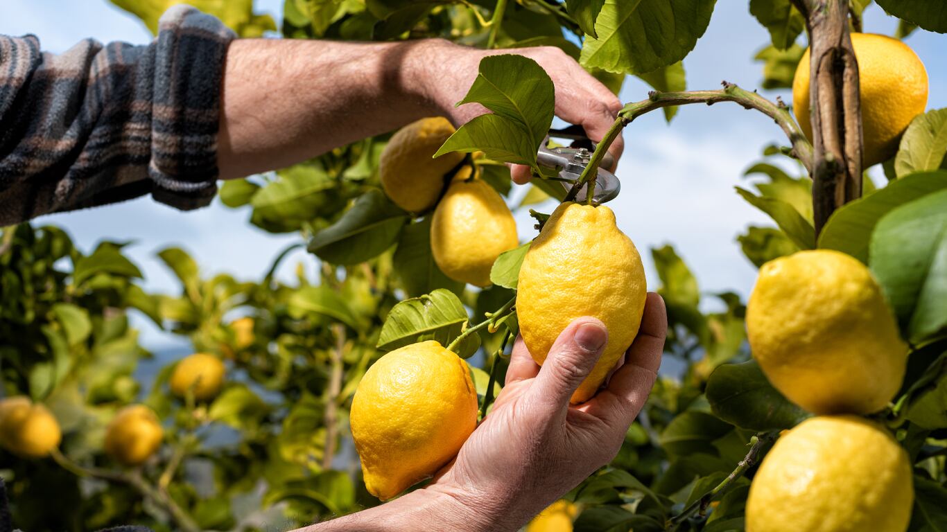 El papel aluminio refleja la luz solar y ahuyenta las plagas que intentan llegar a tu árbol. (Foto: Adobe Stock).