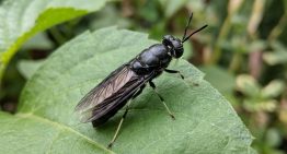 Increíble avance científico: lograron transformar excremento de ganso en proteína y fertilizante