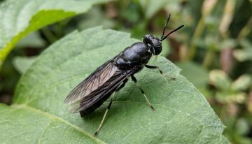 Increíble avance científico: lograron transformar excremento de ganso en proteína y fertilizante