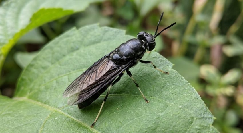 Increíble avance científico: lograron transformar excremento de ganso en proteína y fertilizante