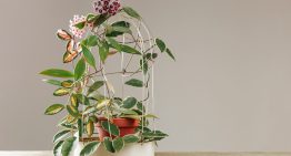 Adiós al potus: la planta colgante que crece rápido y es tendencia en decoración 2026