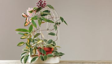 Adiós al potus: la planta colgante que crece rápido y es tendencia en decoración 2026