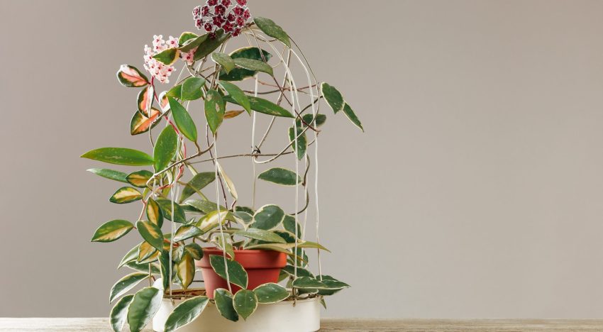 Adiós al potus: la planta colgante que crece rápido y es tendencia en decoración 2026