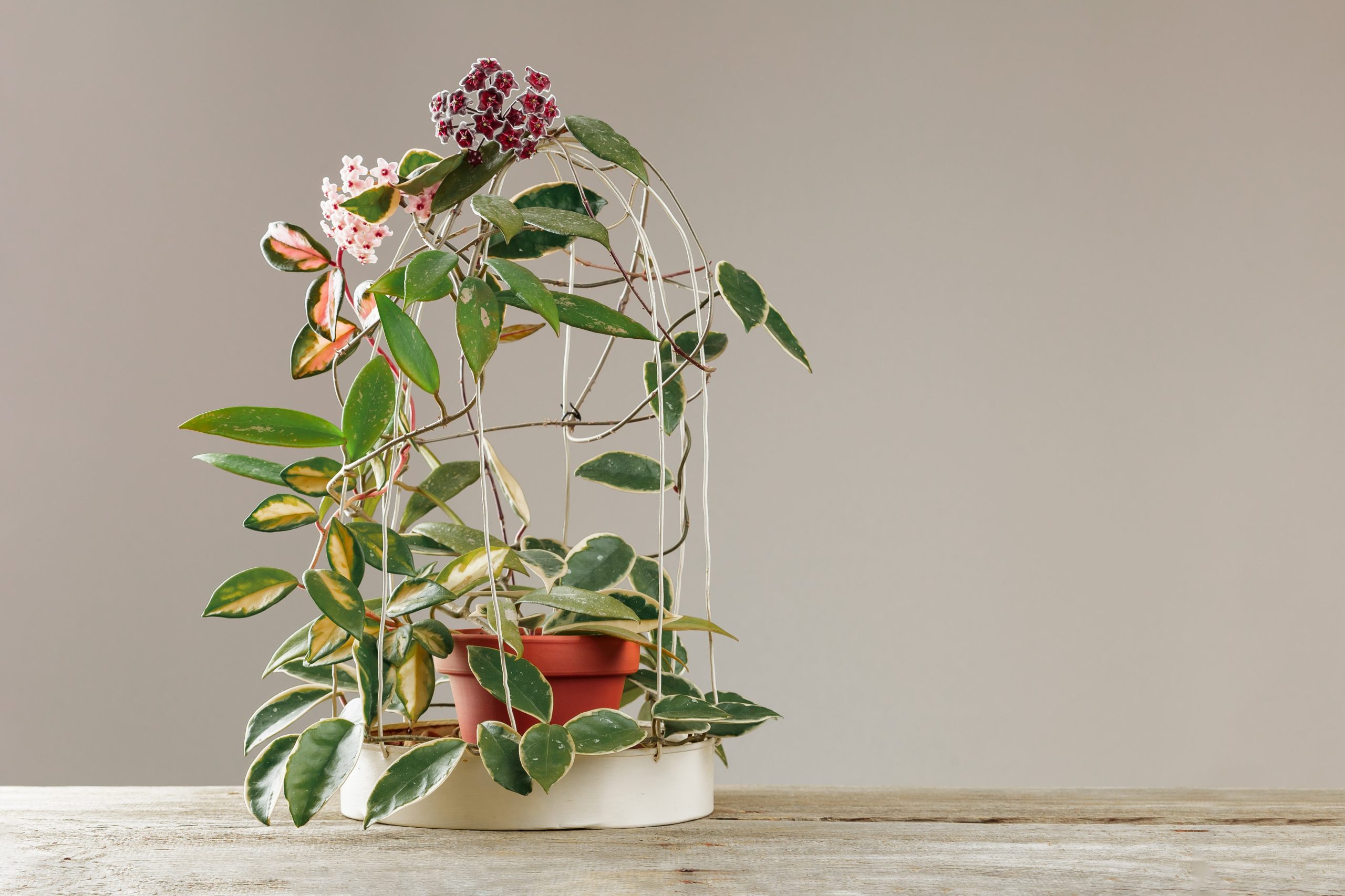 La planta colgante que gana protagonismo este año. (Foto: Adobe Stock)