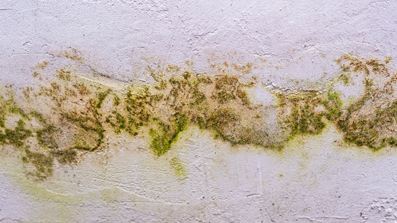 Con este método se puede eliminar la humedad superficial. (Foto: Freepik)