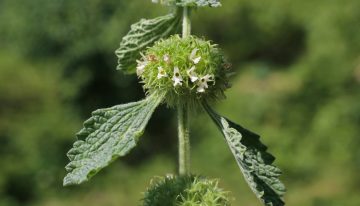 La “hierba del sapo” que mejora la digestión y desinflama el cuerpo