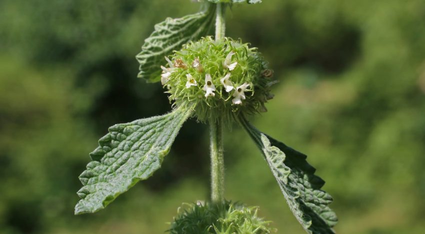 La “hierba del sapo” que mejora la digestión y desinflama el cuerpo