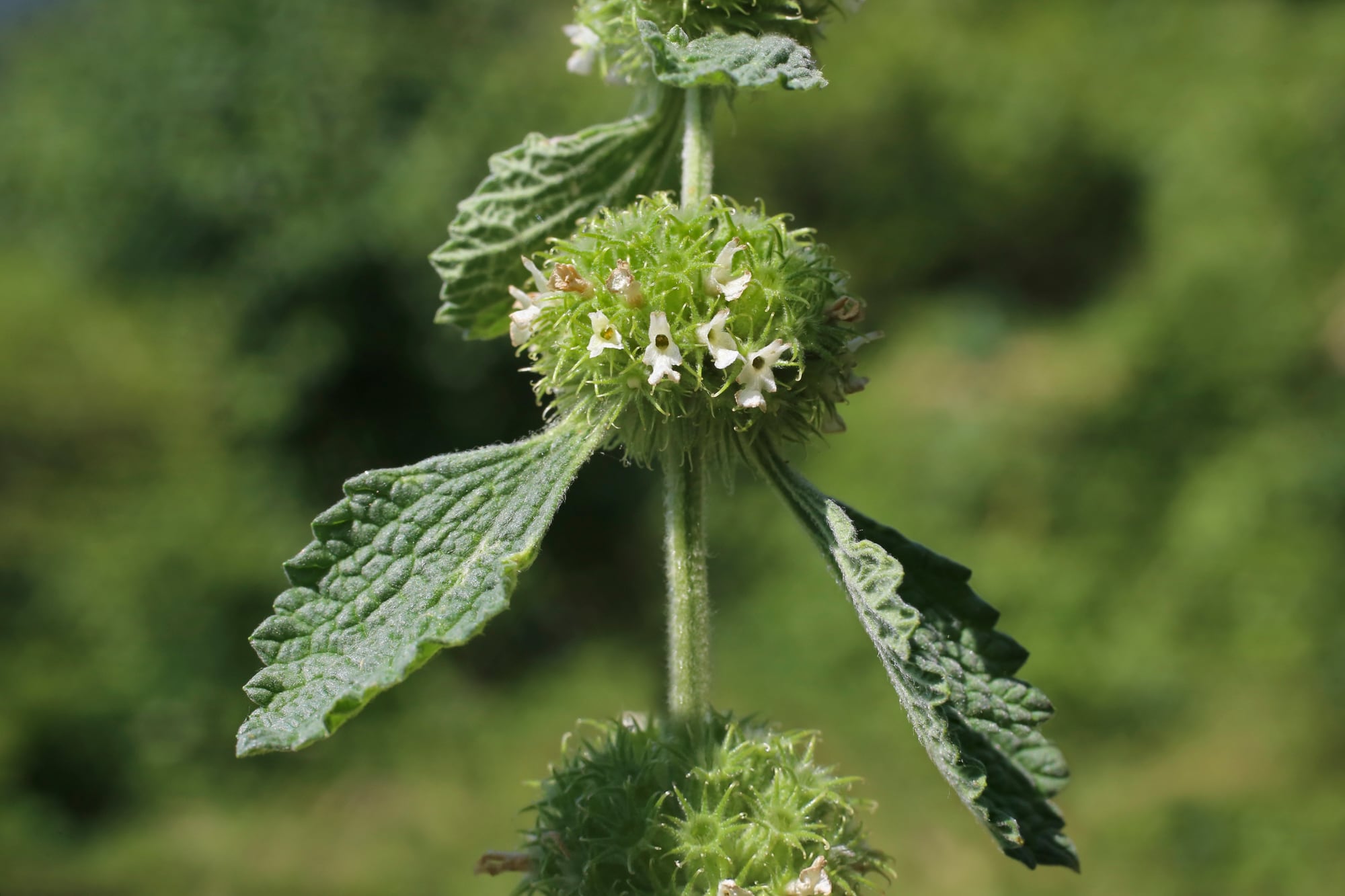 El marrubio blanco se diferencia de otras variedades por tener flores del mismo color y sabor levemente amargo