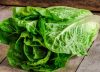 Ni papel film ni aluminio: cómo guardar la lechuga para que no se marchite y se mantenga fresca