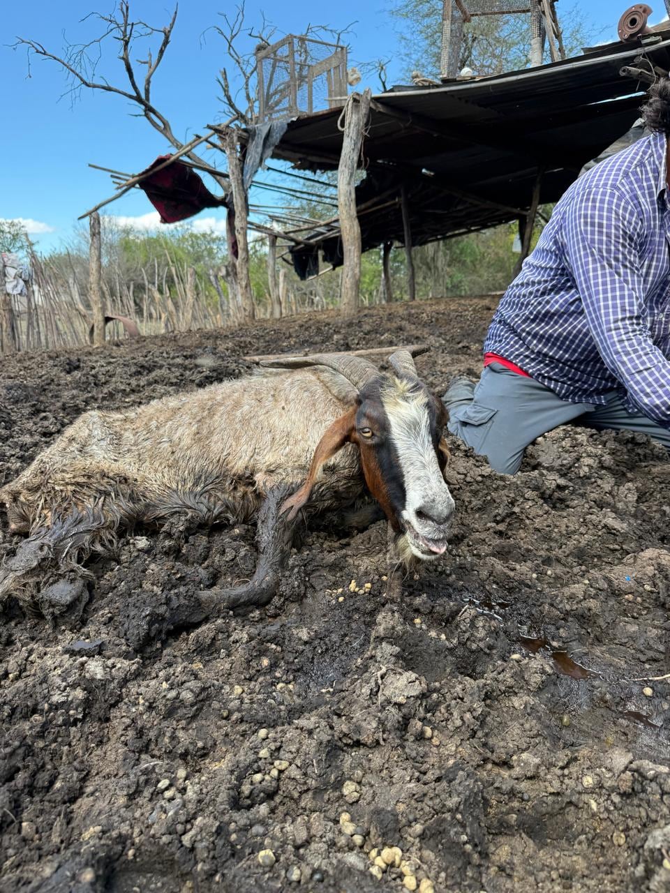 Los animales estaban hacinados en pequeñas islas, enterrados hasta el cuello. 