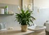 Ni potus ni helecho: la planta ideal para tener en el baño porque absorbe humedad y evita el moho