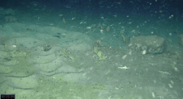 Una expedición que buscaba un barco en la Antártida encontró cientos de nidos de peces bajo un iceberg