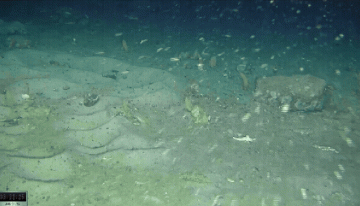 Una expedición que buscaba un barco en la Antártida encontró cientos de nidos de peces bajo un iceberg