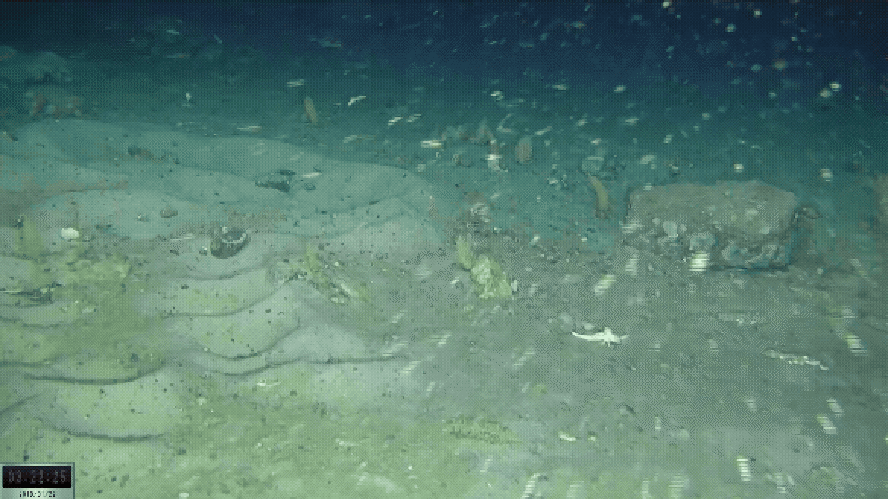 El hallazgo de estos nidos reveló el punto más extremo donde un ser vivo puede desarrollarse y reproducirse en el planeta