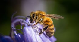 El significado oculto de recibir la visita de abejas en el hogar