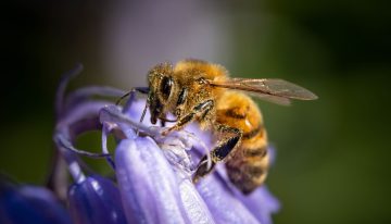 El significado oculto de recibir la visita de abejas en el hogar