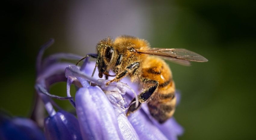 El significado oculto de recibir la visita de abejas en el hogar