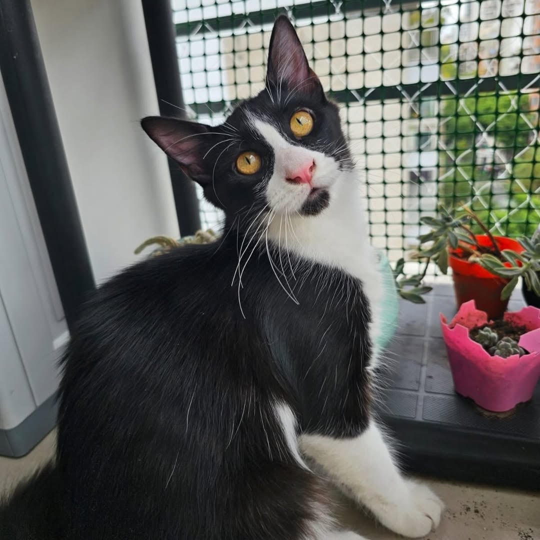 Con Rodrigo, los gatos viven cuidados, amados y portegidos.