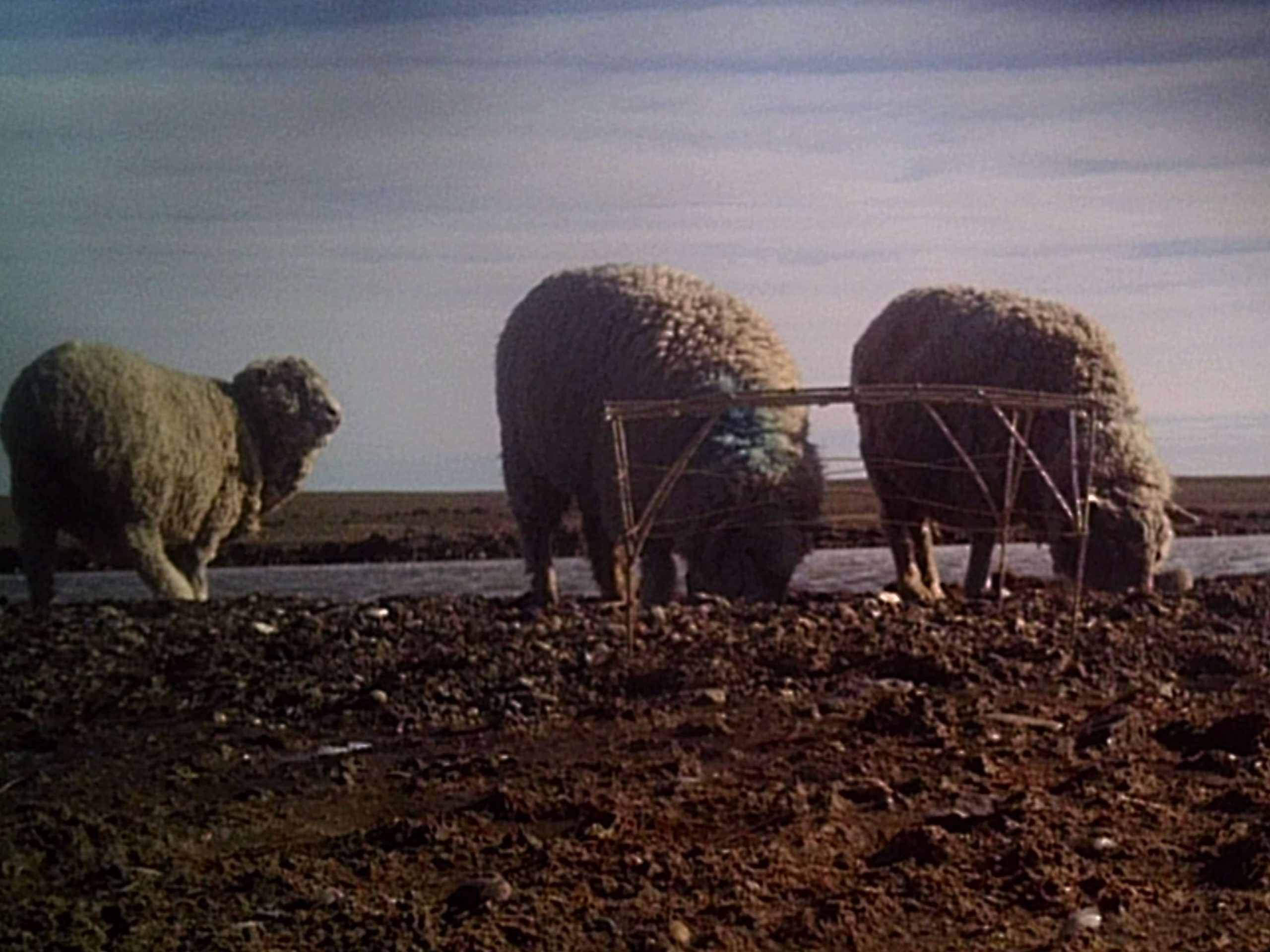 Jaula protectora de nidos en Laguna Potrok Aike, estancia Carlota, Santa Cruz