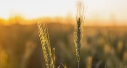 Opinión. Mercado de Semillas: entre el control estatal y los acuerdos privados