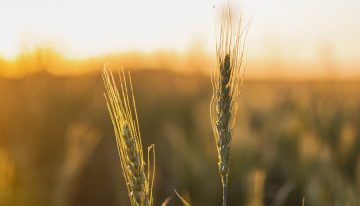 Opinión. Mercado de Semillas: entre el control estatal y los acuerdos privados