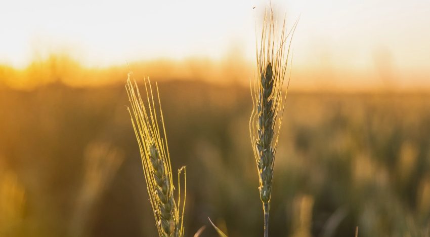 Opinión. Mercado de Semillas: entre el control estatal y los acuerdos privados