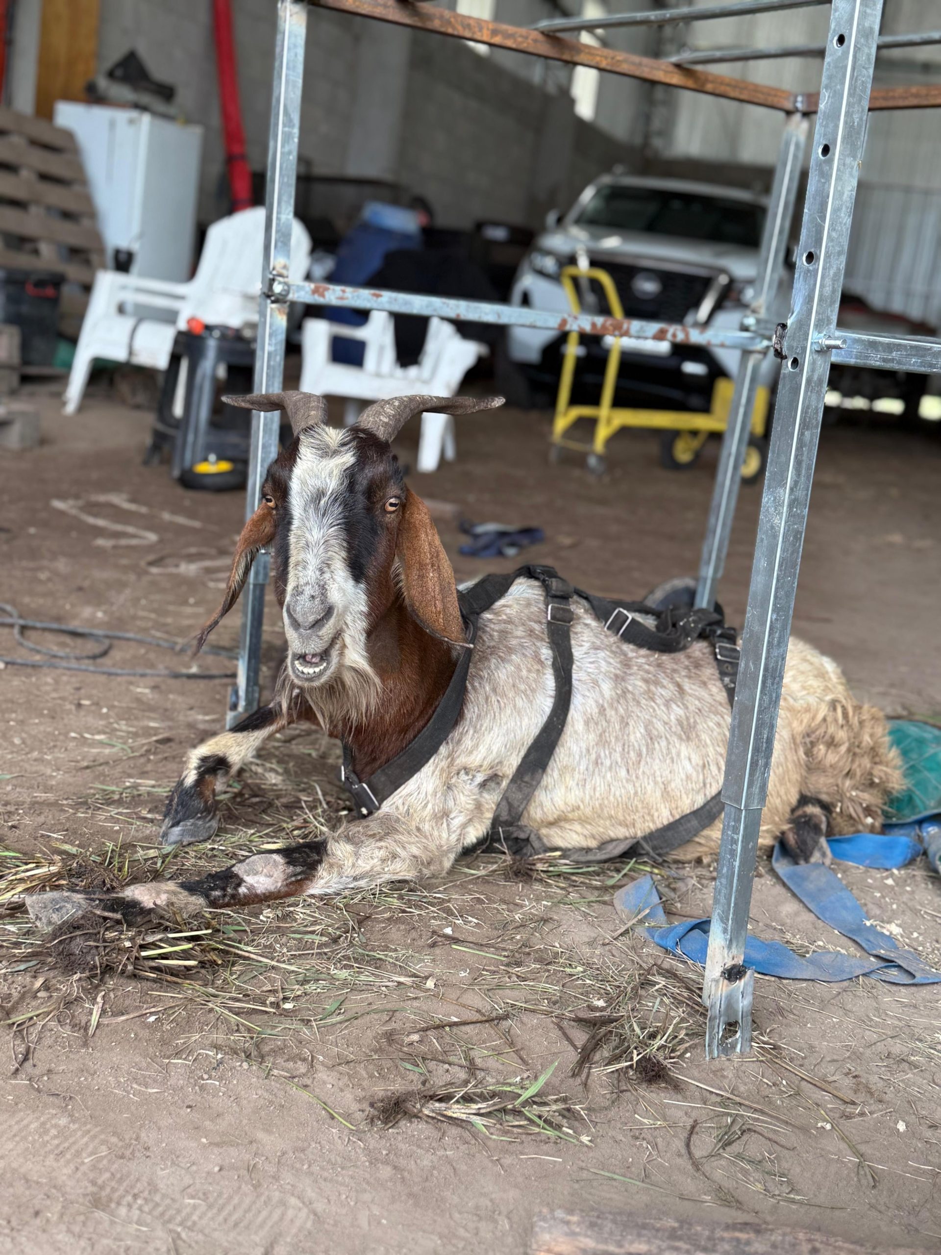 Renata, con el carro que le armaron para que fortalezca sus patas.
