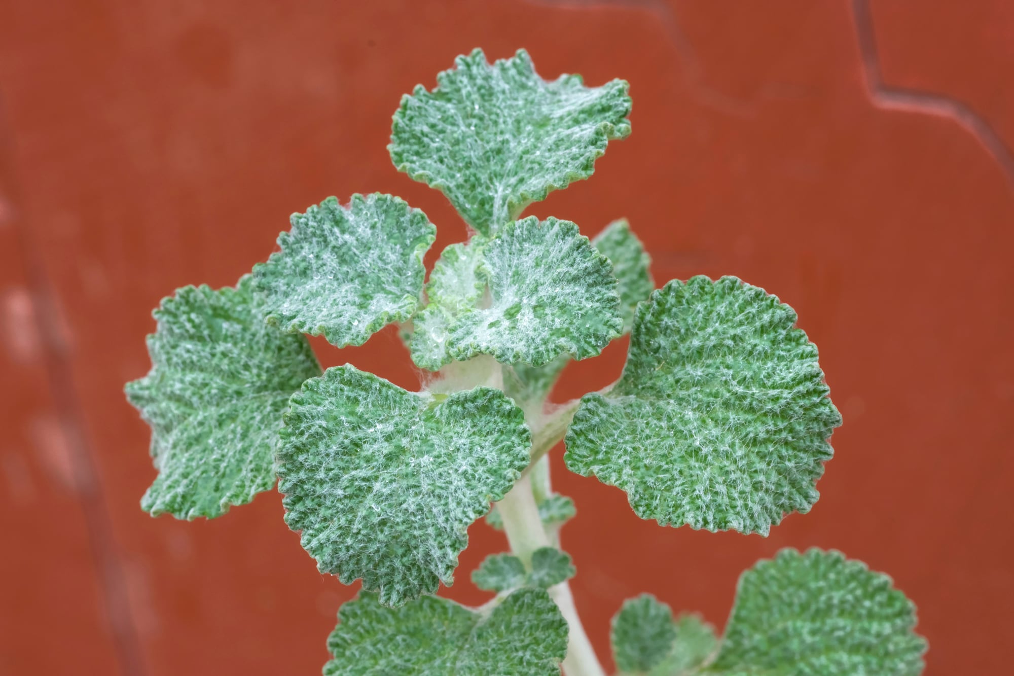 El uso del extracto de marrubio en heridas y cicatrices fue beneficioso gracias a sus compuestos polifenólicos y marrubiina