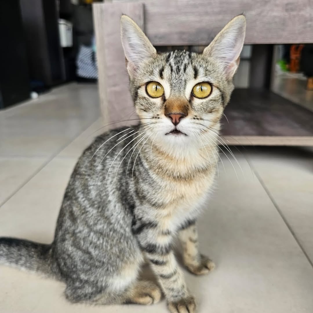 Los gatos son asintomáticos.