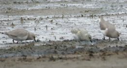 Hay menos de 1000: un acuerdo de “convivencia” permitirá proteger a una de las aves más amenazadas