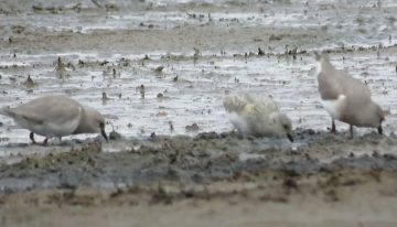 Hay menos de 1000: un acuerdo de “convivencia” permitirá proteger a una de las aves más amenazadas