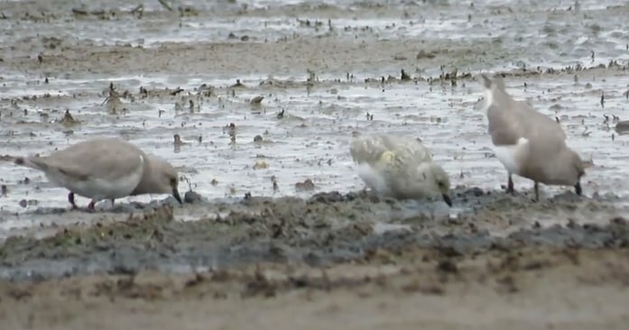 Se trata de una especie en peligro