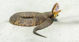 La mordió una serpiente: la muerte de una mujer de 78 años en California preocupa a los expertos