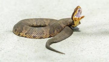 La mordió una serpiente: la muerte de una mujer de 78 años en California preocupa a los expertos