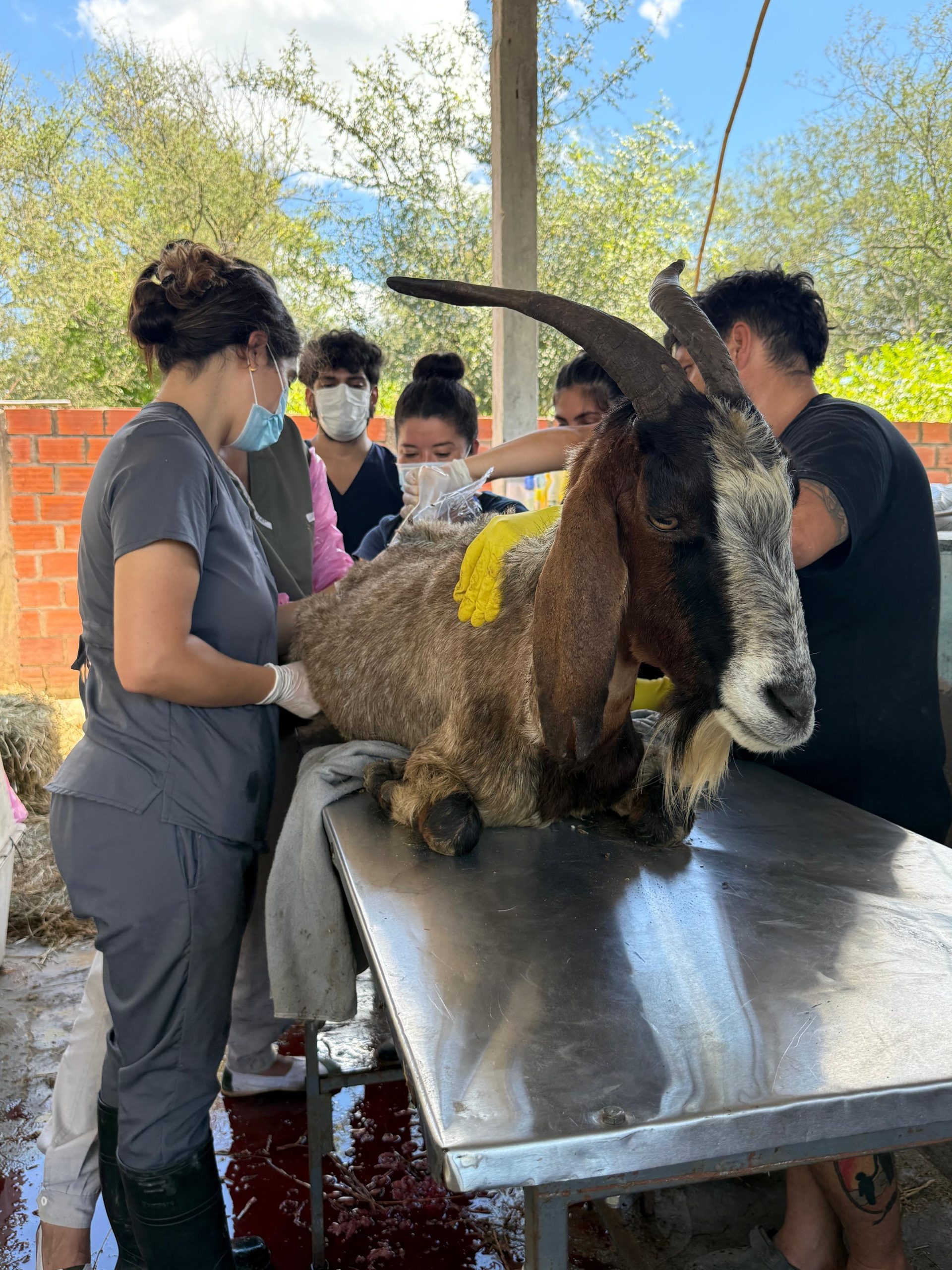 Veterinarios con diferentes especialidades (traumatología y fisiatría, entre otras) participaron de forma voluntaria en los rescates de Tucumán.