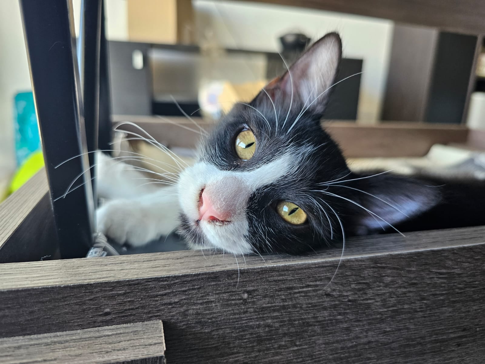 Los gatos dieron positivo para el virus de la leucemia felina o ViLeF.