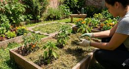 Si tenés pasto recién cortado, poseés un tesoro: 3 ideas para aprovecharlo en casa y no tirarlo a la basura