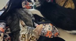 Un grupo de socios en el Lawn Tennis Club rescató a dos gatitos hermanos con una enfermedad: “Resaltó su fuerza y alegría de vivir”