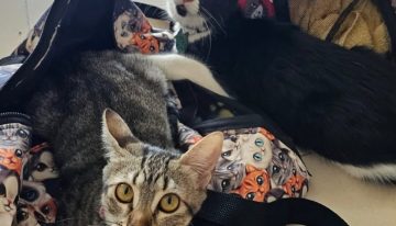 Un grupo de socios en el Lawn Tennis Club rescató a dos gatitos hermanos con una enfermedad: “Resaltó su fuerza y alegría de vivir”