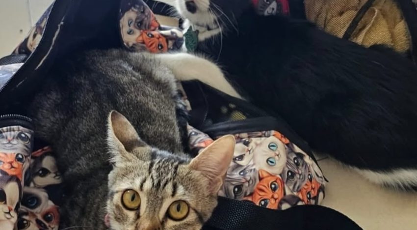 Un grupo de socios en el Lawn Tennis Club rescató a dos gatitos hermanos con una enfermedad: “Resaltó su fuerza y alegría de vivir”