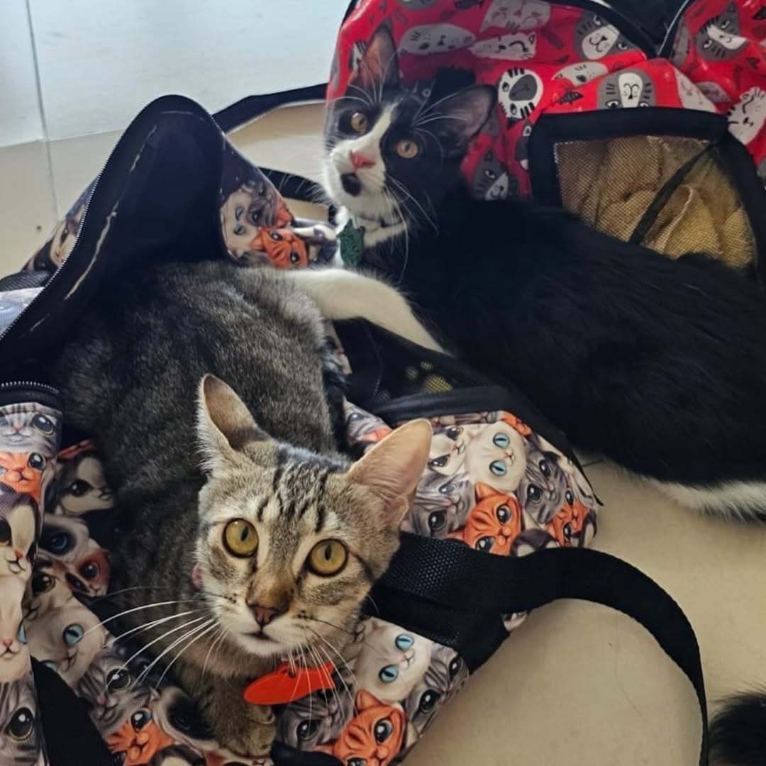 Manso y Oliva fueron rescatados por un grupo de socios del Lawn Tennis Club.